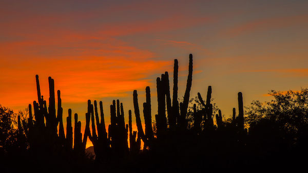 cardon-forest-baja-mexico.jpg