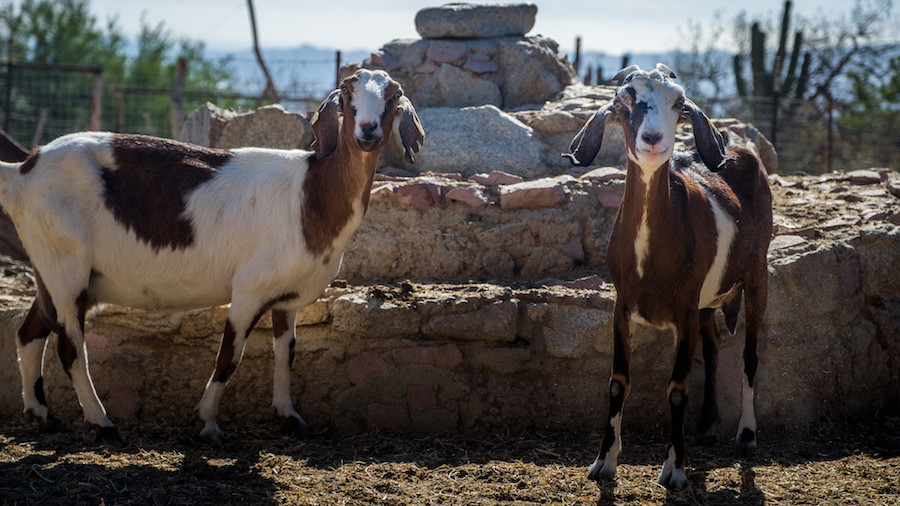 Nubian Goats — Cheesemaking in Mexico