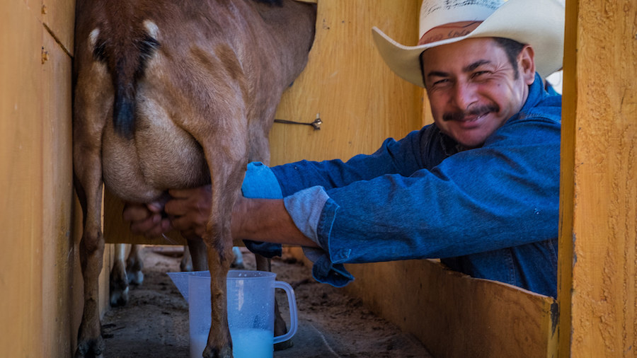 Hand-Milking — Artisanal Cheese Production