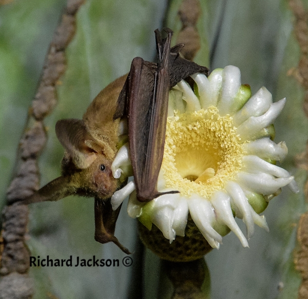 Pallid Bat Feeding on Cardon Flower