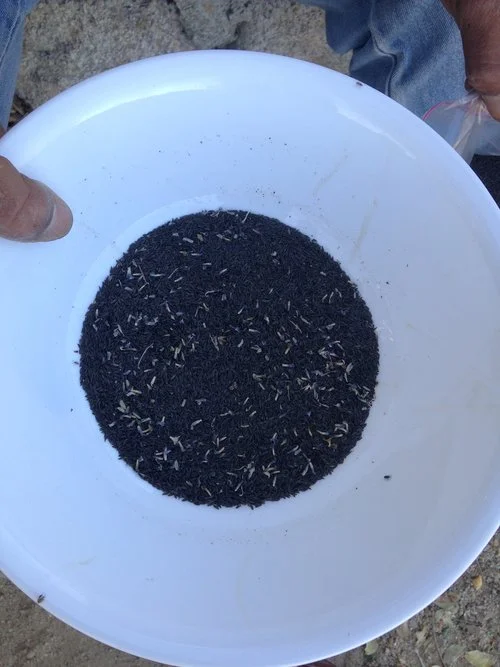 Bowl+of+lettuce+seed.jpg