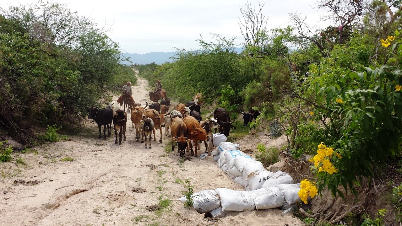 planned-grazing-mexico.jpeg