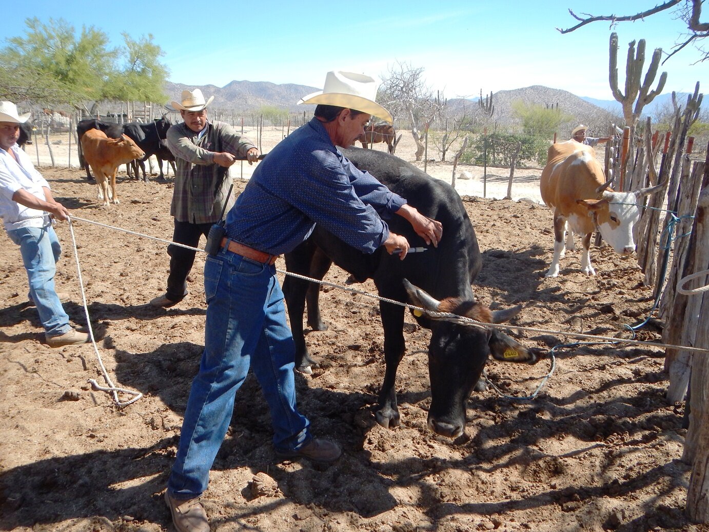 cowboys-livestock-management-la-paz-baja-california-sur.jpeg