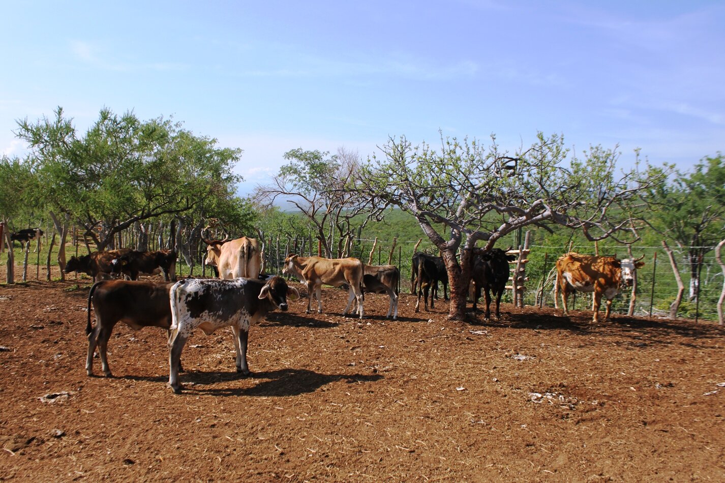 cows-holistic-livestock-management-la-paz-mexico.jpeg