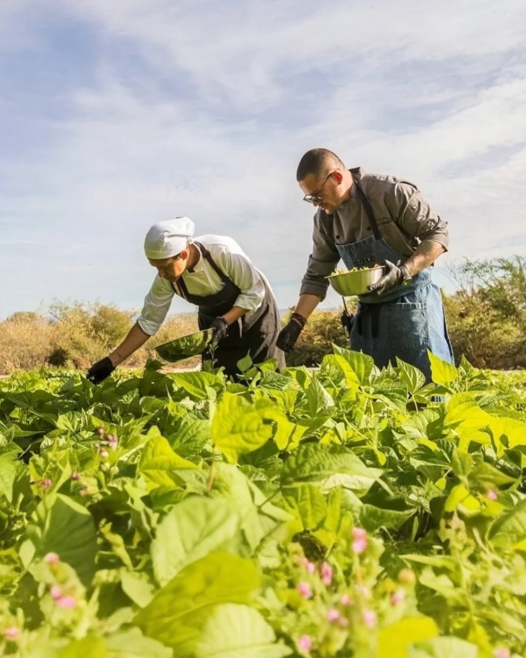 La experiencia culinaria de Rancho Cacachilas es una celebración de la tierra: ingredientes que crecen bajo el sol del desierto, quesos y mieles creados artesanalmente en el rancho, y platillos que honran la riqueza del mar de Cortés.