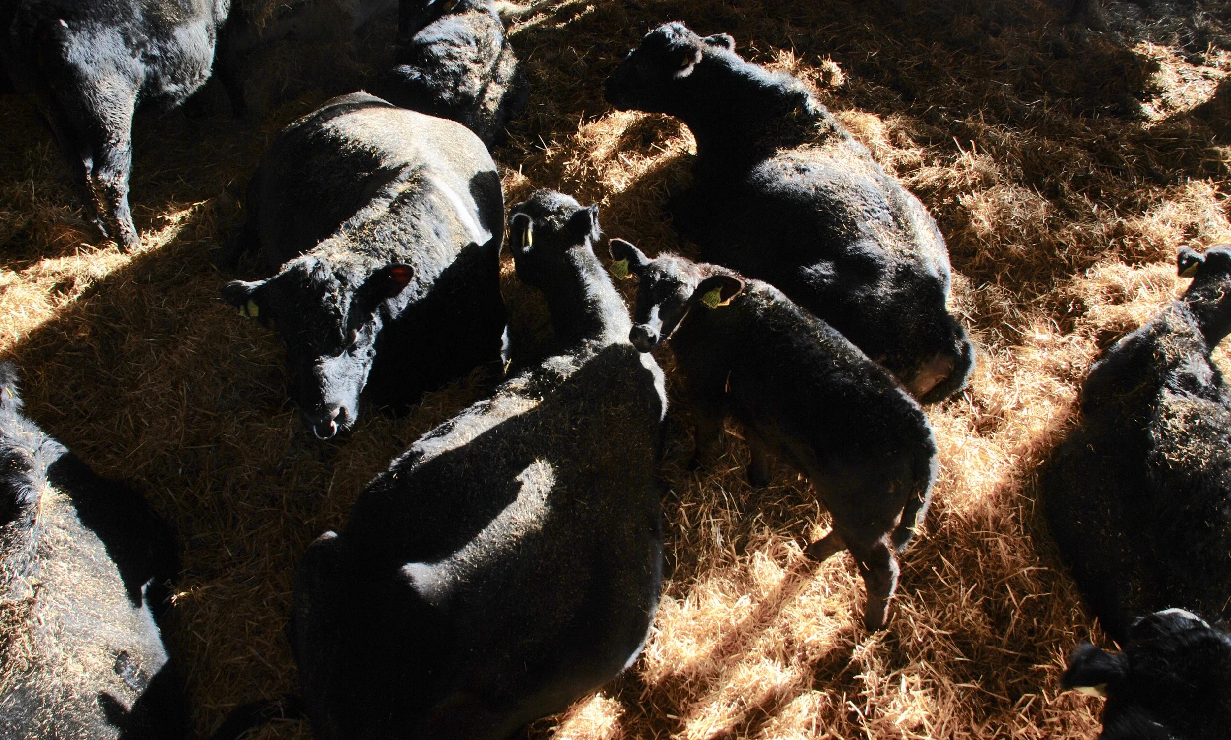Cows in barn.jpg