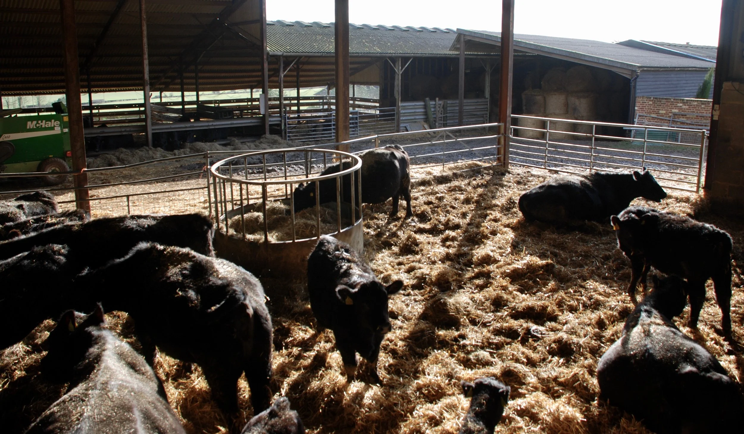 Cows in barn 2.jpg