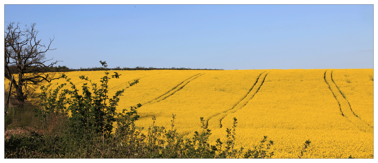 Rapeseed in bloom.gif