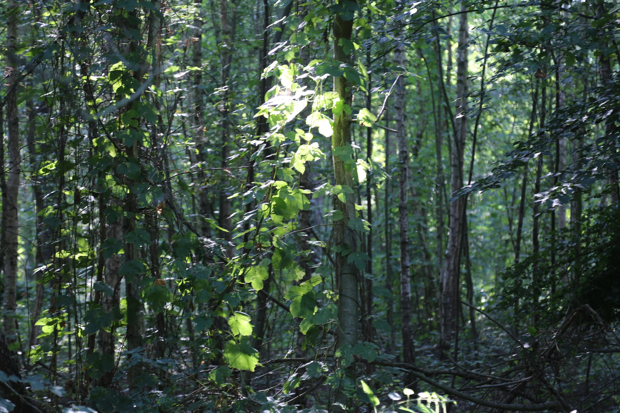 145A6087.JPG