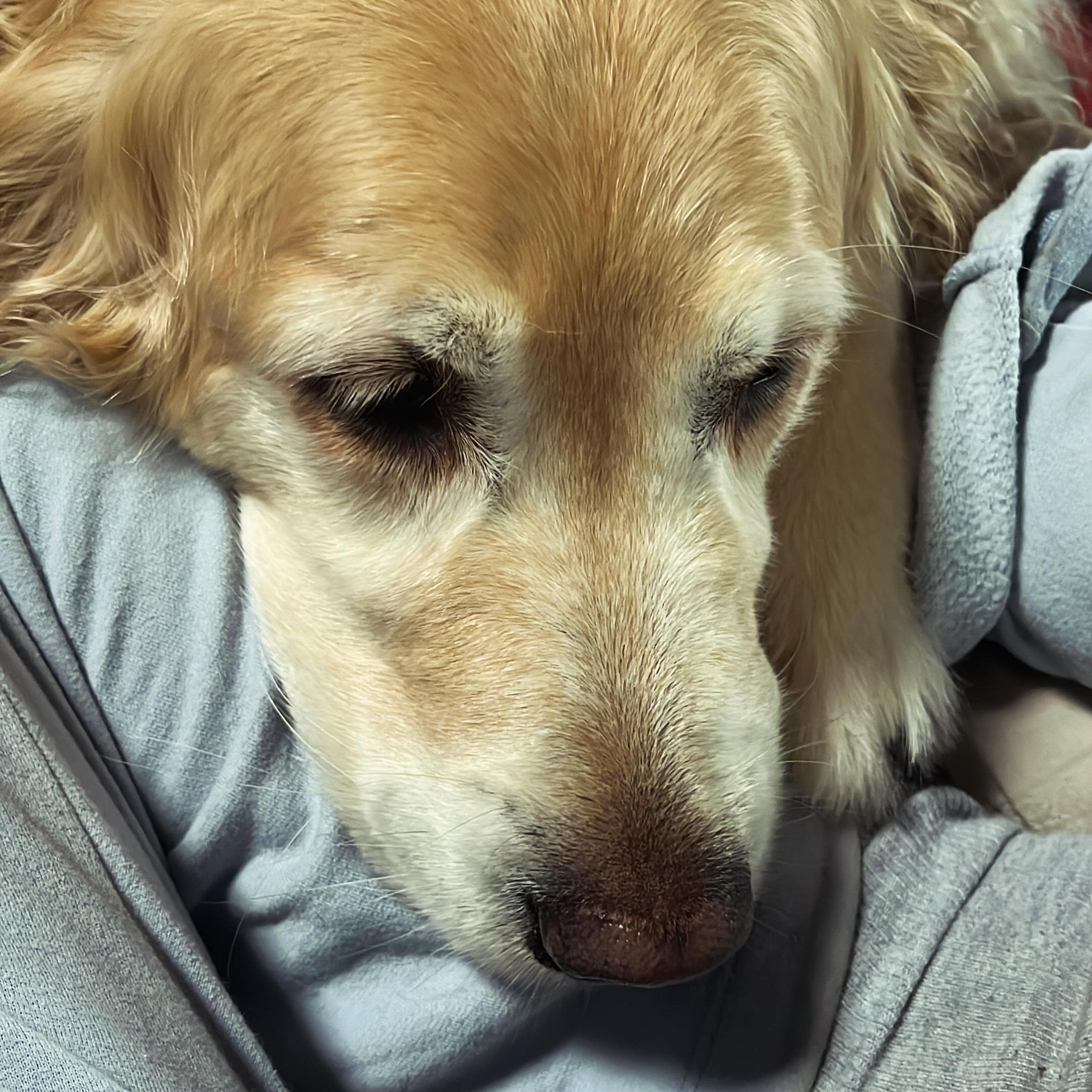 Don&rsquo;t you think a doggie snuggling on your lap is a genuine excuse to call out of work? #goldenretriever #sickday #rainydays