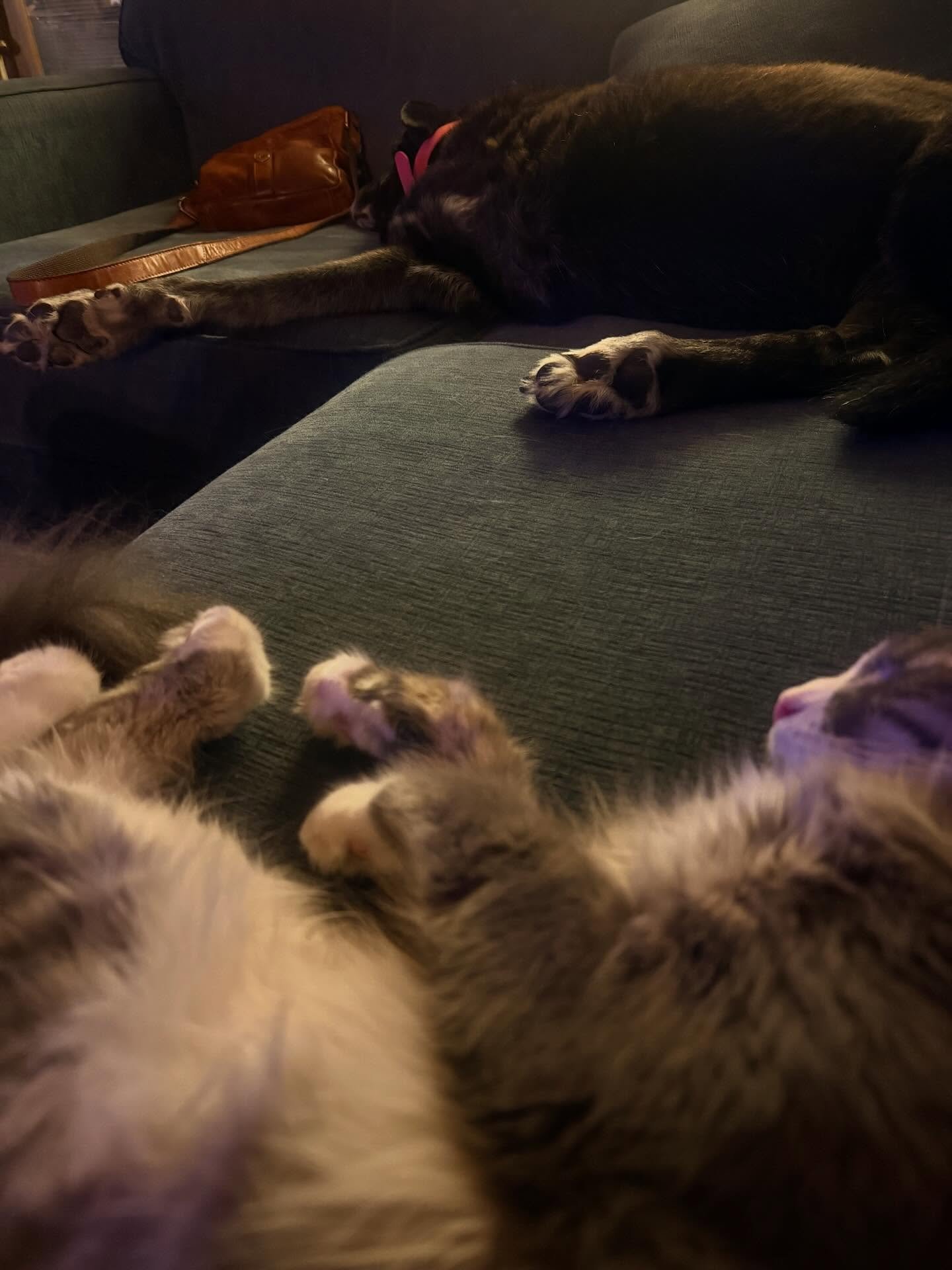 That&rsquo;s a lot of toe beans #catsndogs