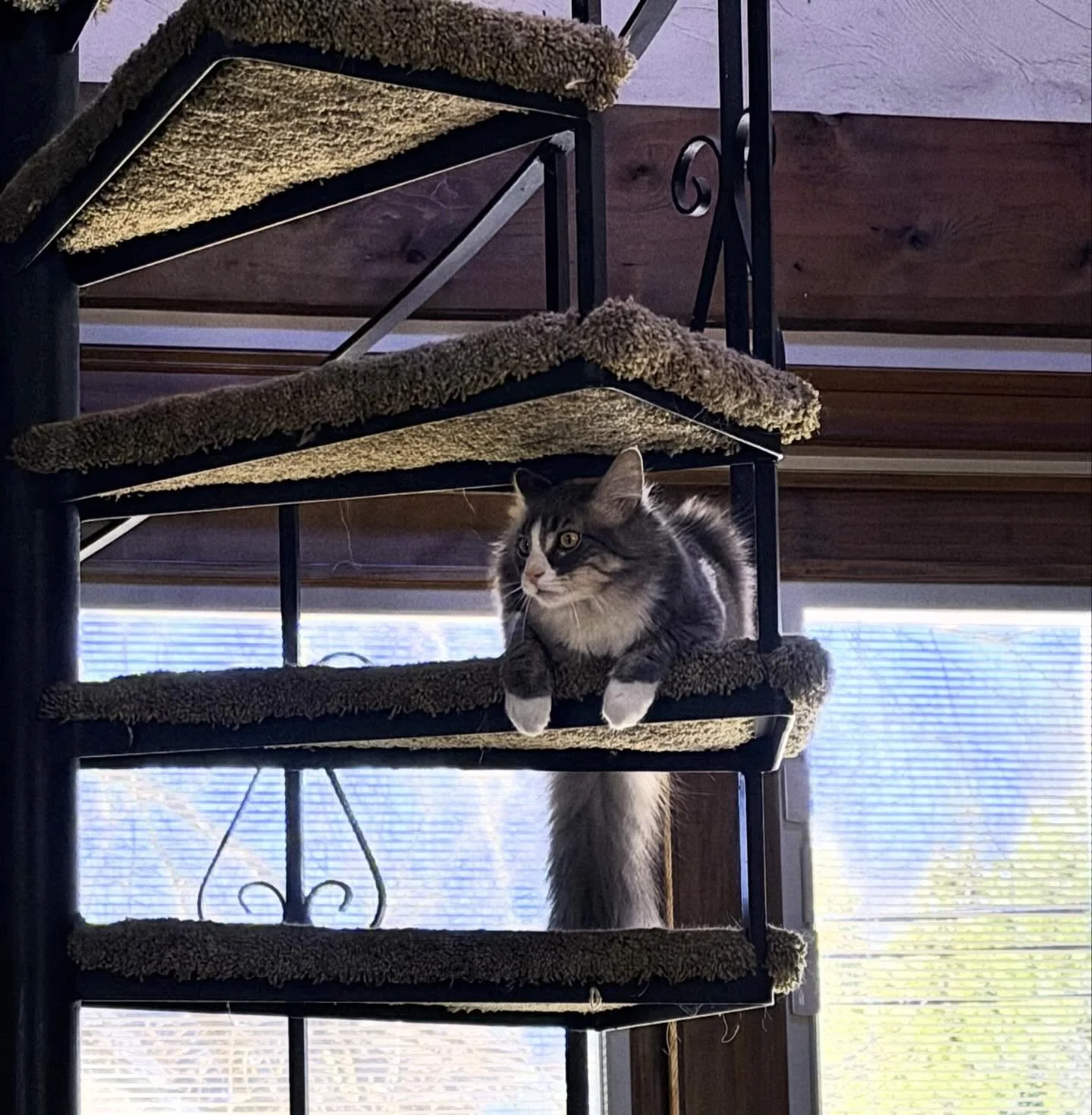 Someone has the zoomies this morning. I think he&rsquo;s excited for the Christmas tree 🎄