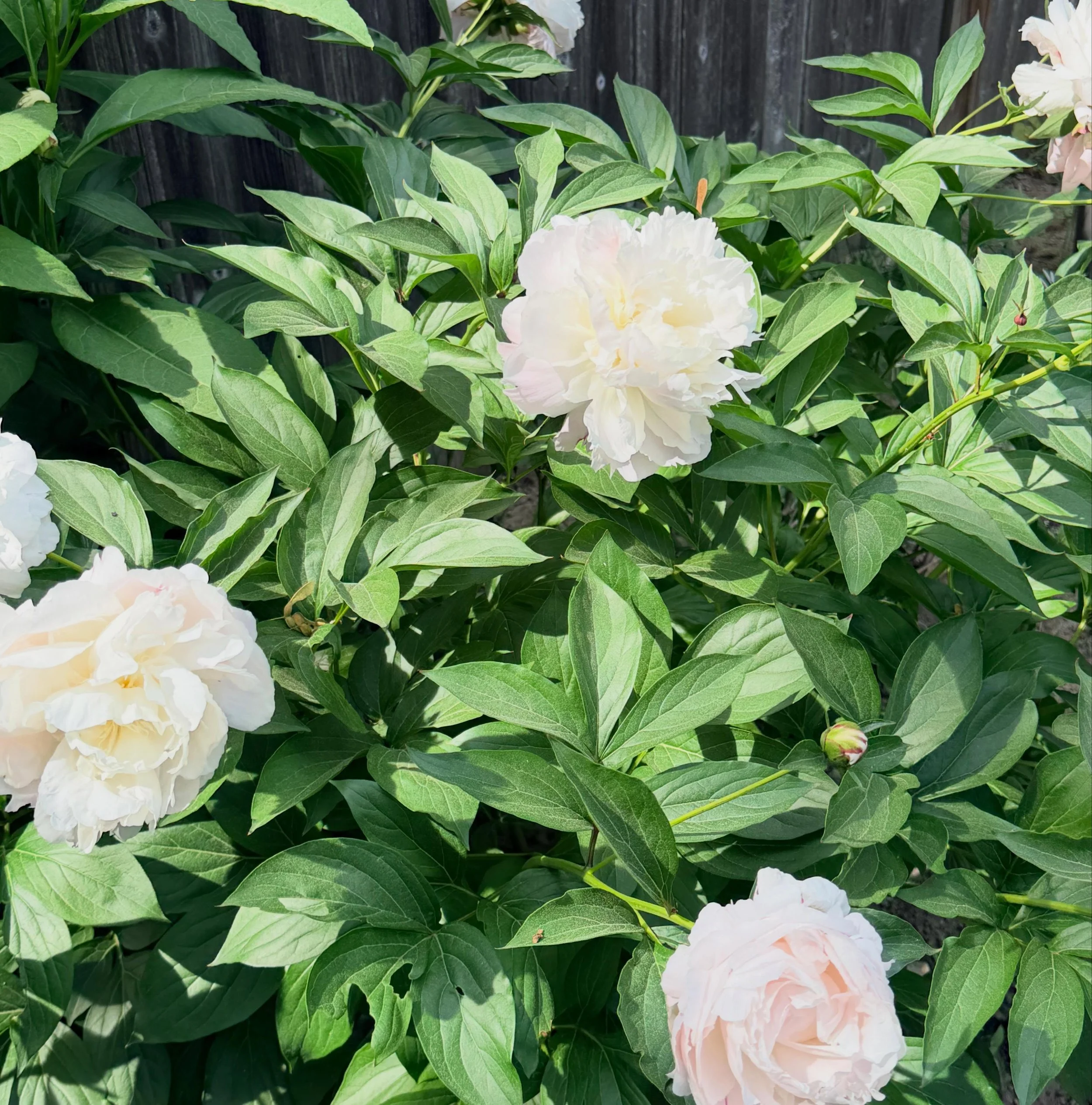 My peonies make me happy