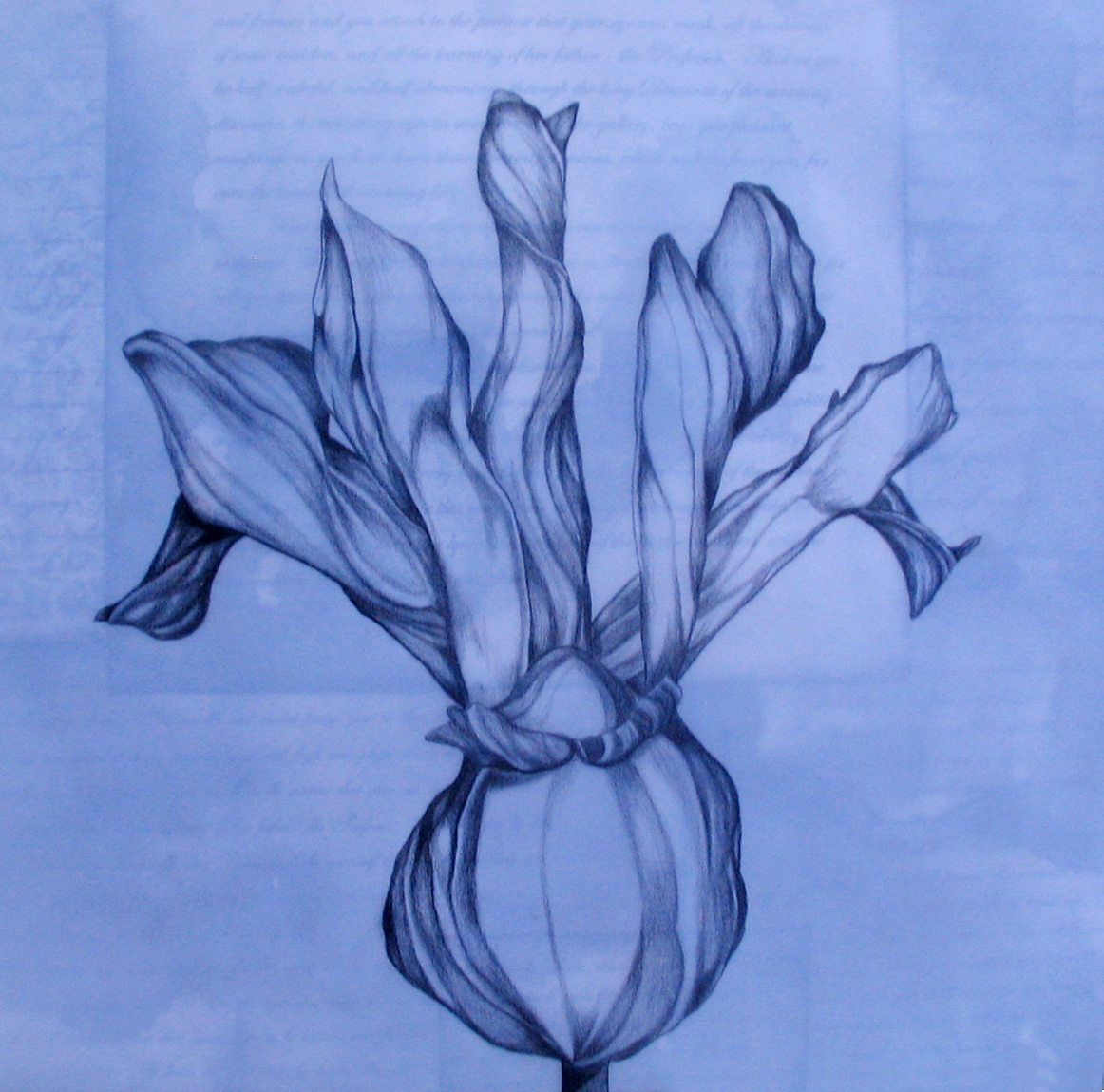 Spring Series: Iris, ebony pencil on vellum