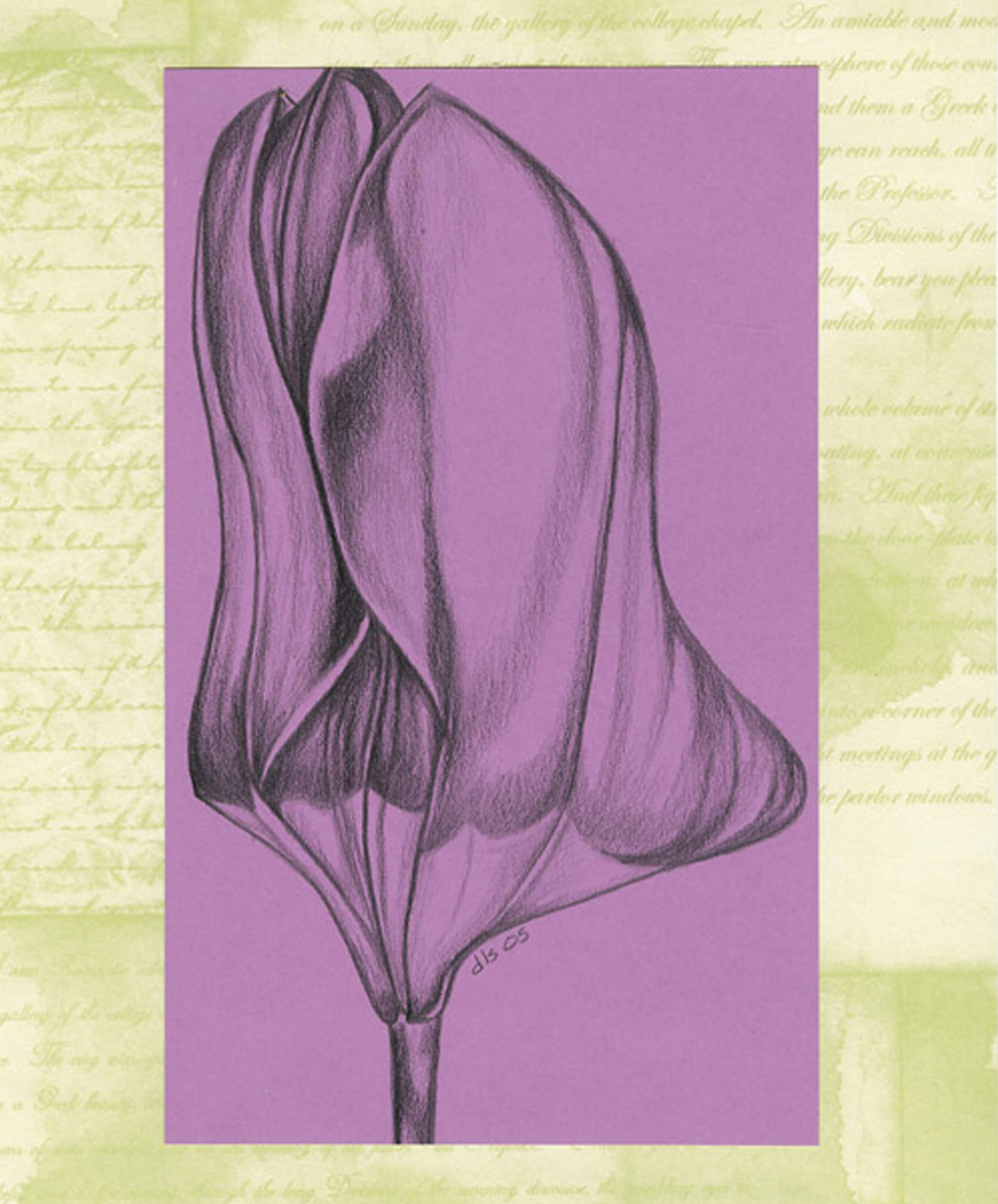 Tulip, ebony on paper