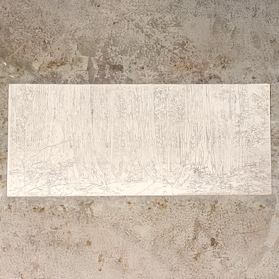 New Beginnings: Drawing Completed for 'Giant Sequoia Groves'