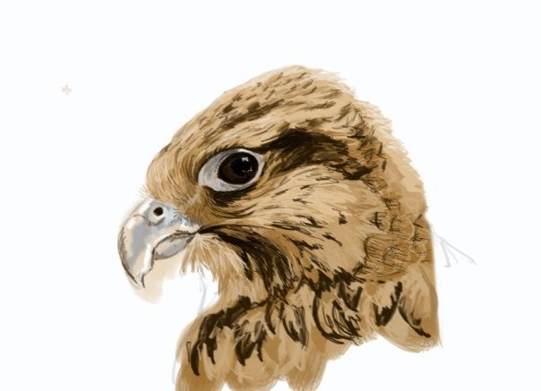 Eagle