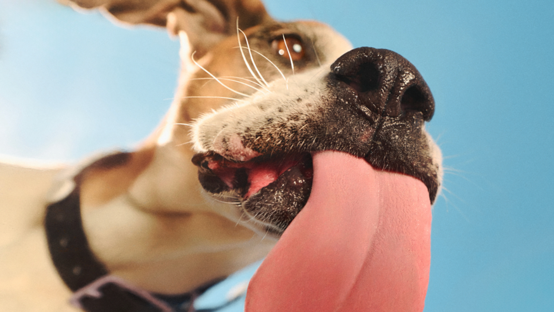 FEED THE OBSESSION // Ollie