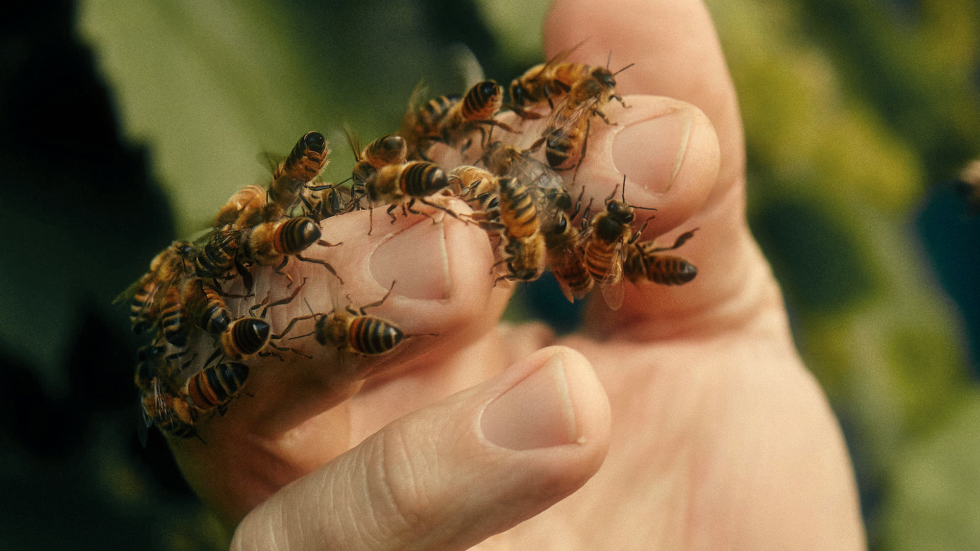 SOFT VIBRATIONS // Acid Springfield