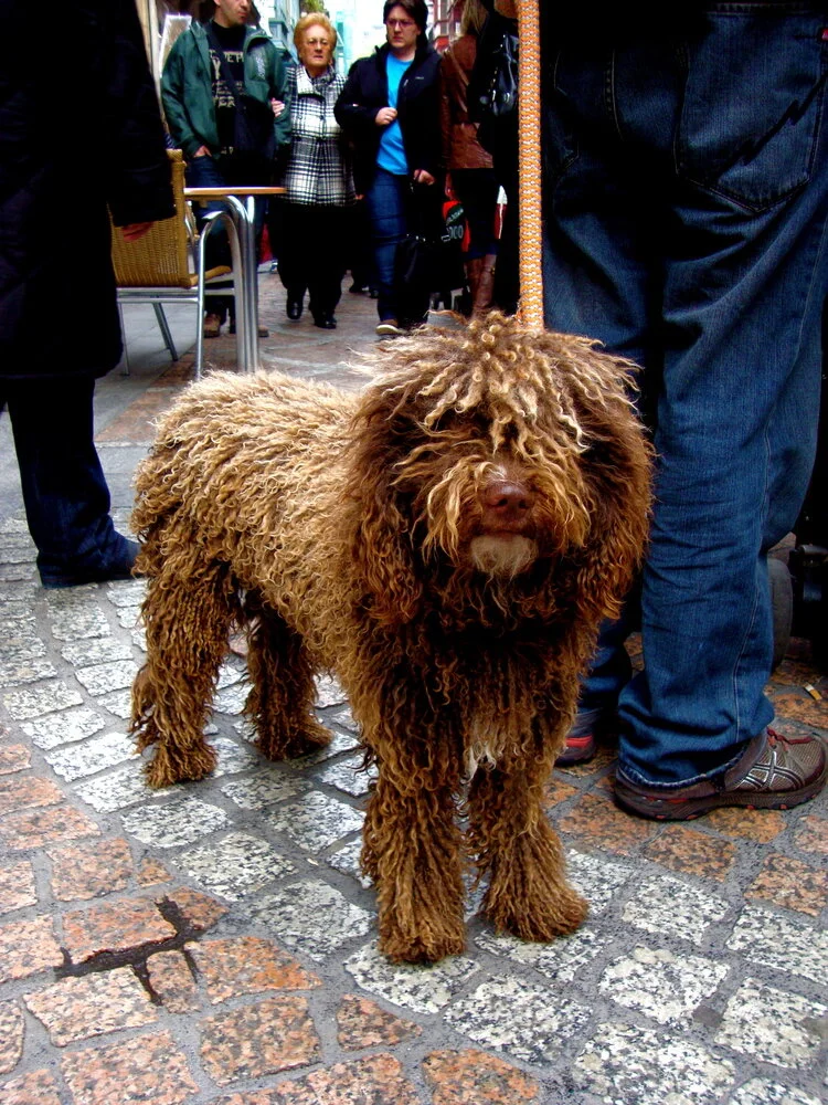 spanishcurls.jpg
