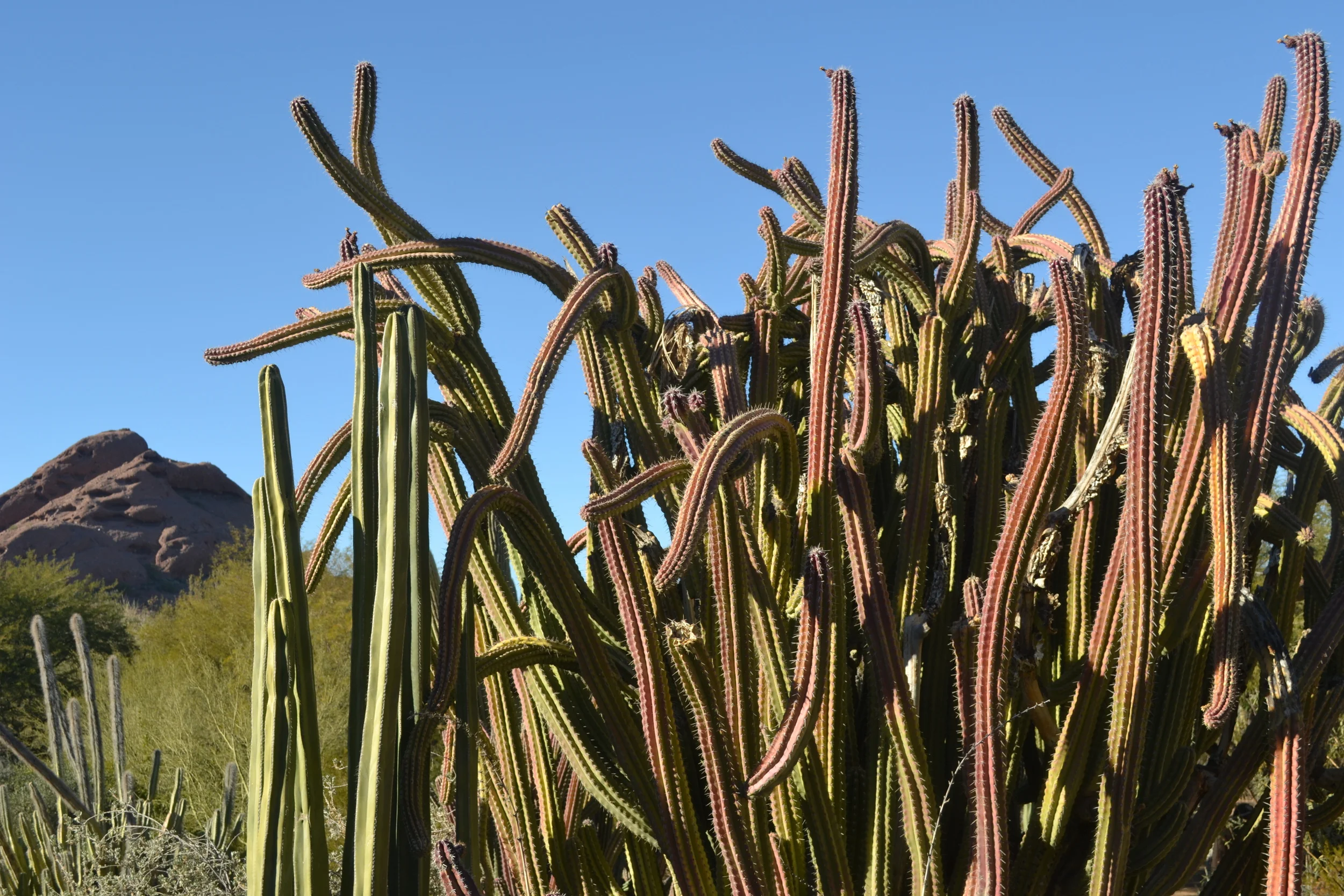 Hudgins2339 - Phoenix Cacti.JPG