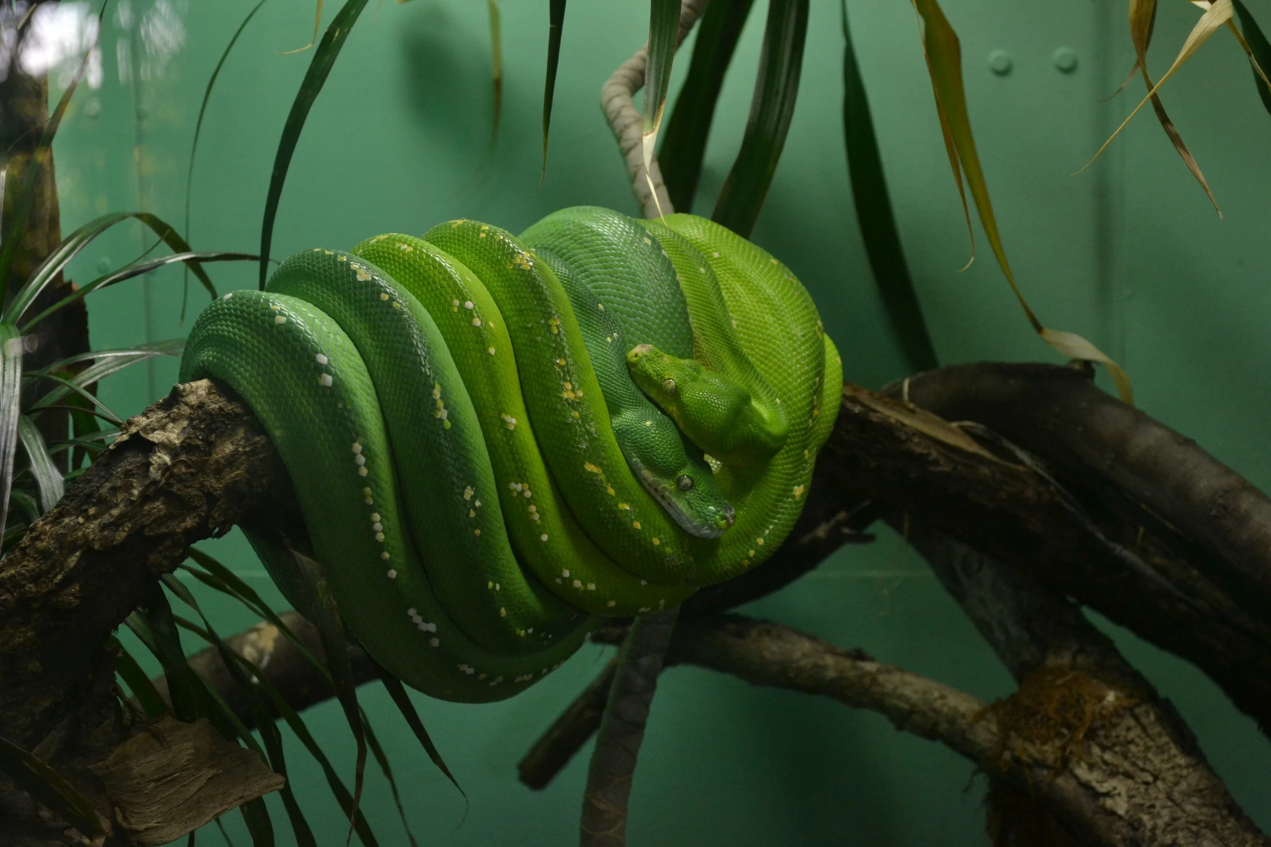 Hudgins2479 - Snakes - San Diego Zoo.JPG