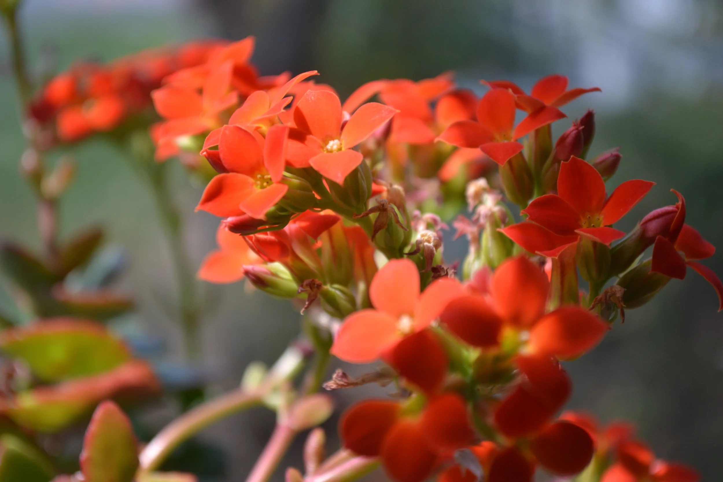 Hudgins3330 - Orange Flowers.JPG