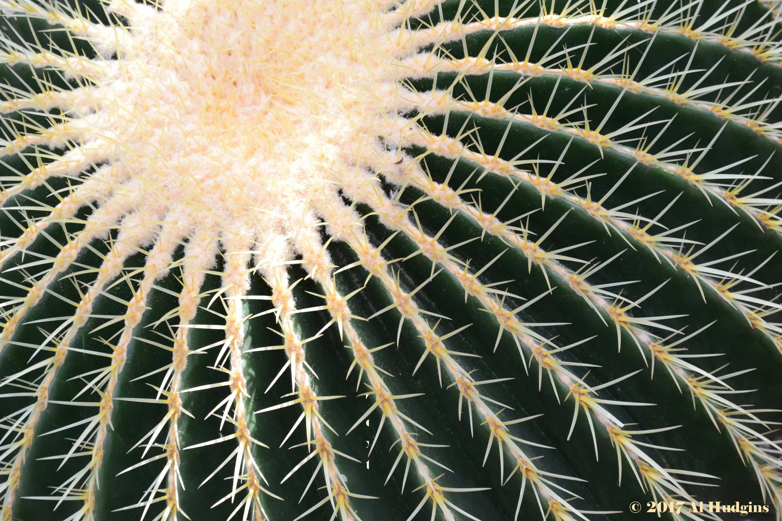 Golden Barrel Cactus - NYBG - 4Lxvii.JPG
