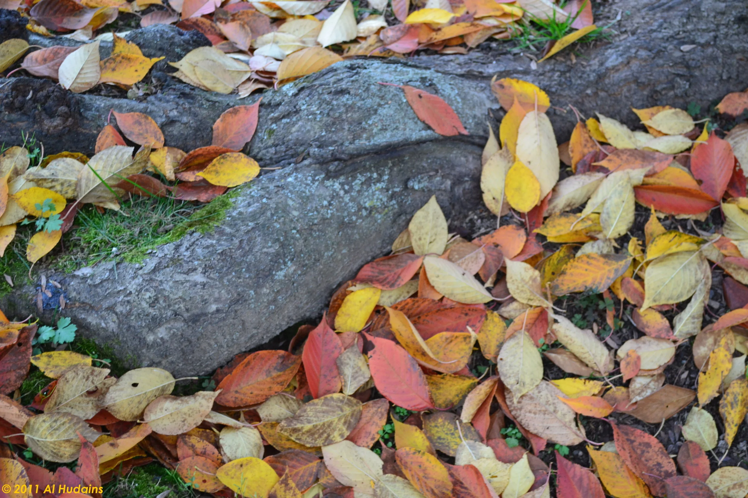 Autumn leaves by a curb - AlHudgins.JPG
