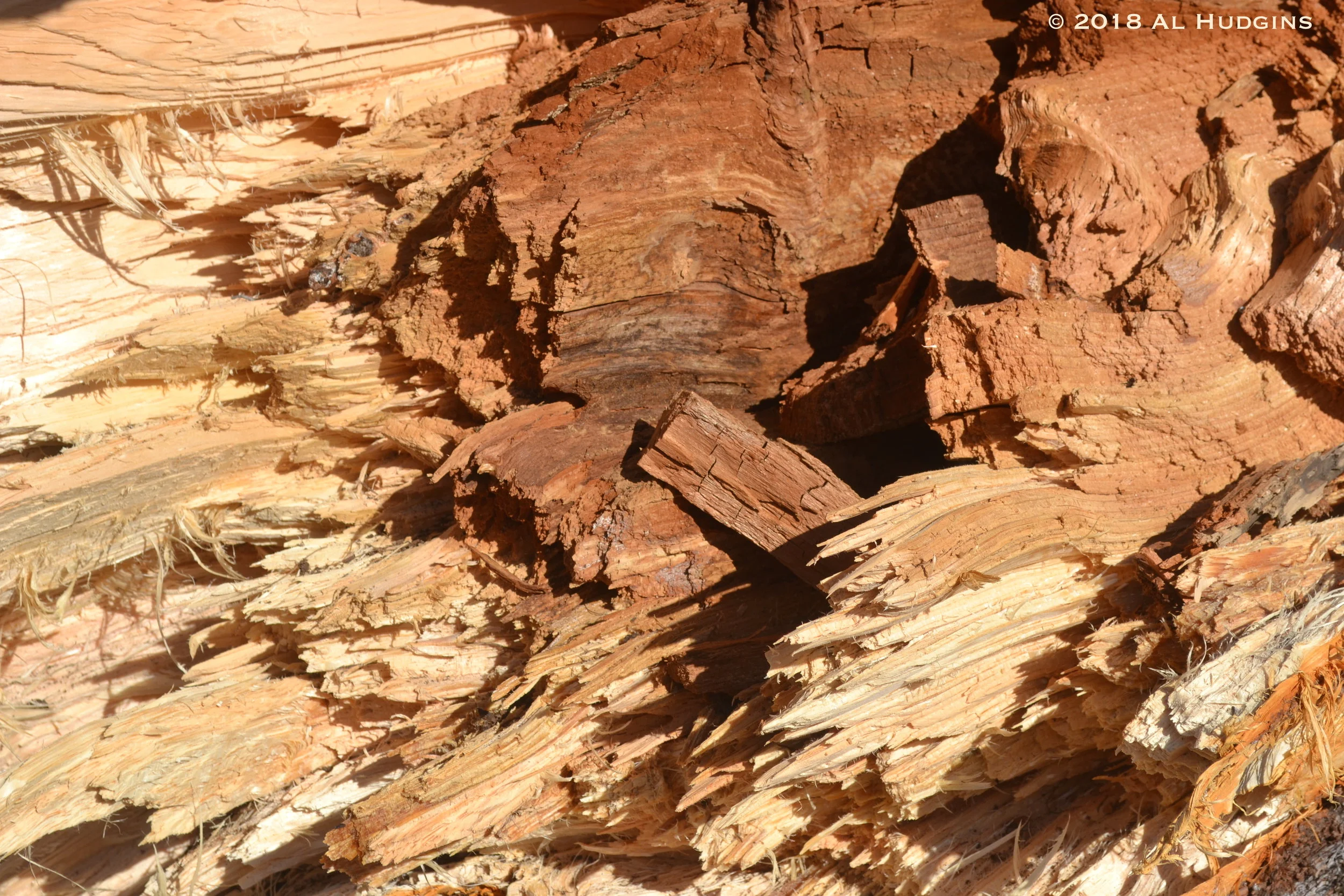 Cemetery Conifer - CU of sheared wood - AlHudgins.JPG