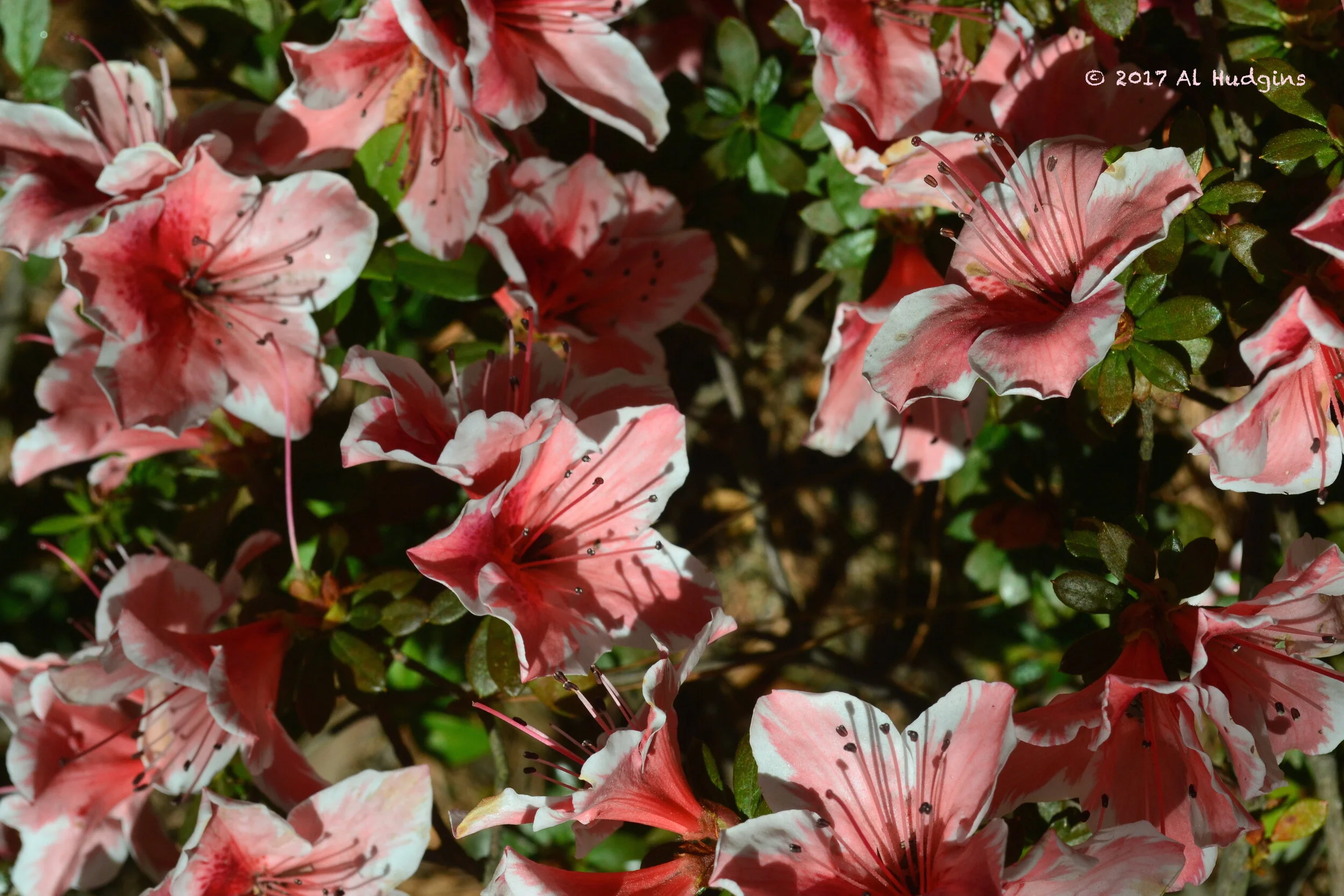 Azaleas at NBG - 11Axvii - AlHudgins.JPG