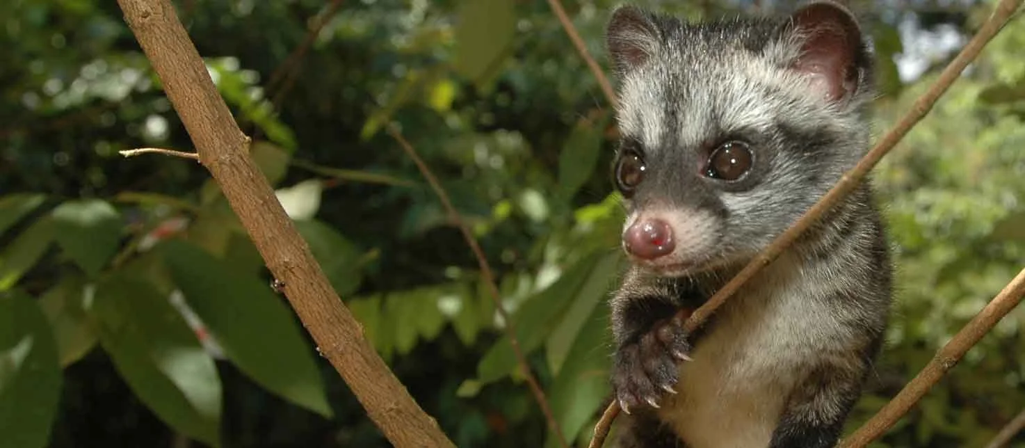 The wildest coffee on earth available at Brew Ville