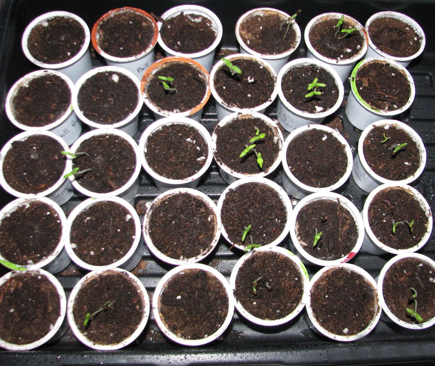 Top 5 Creative Ways To Use Used K-Cups