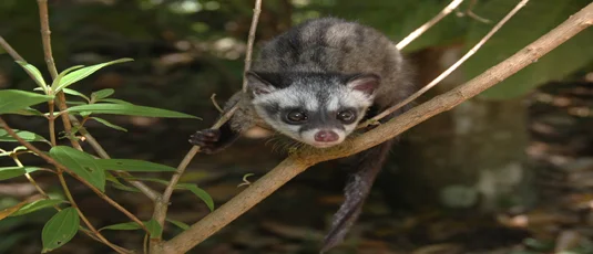 Doi Chaang Wild Civet Coffee