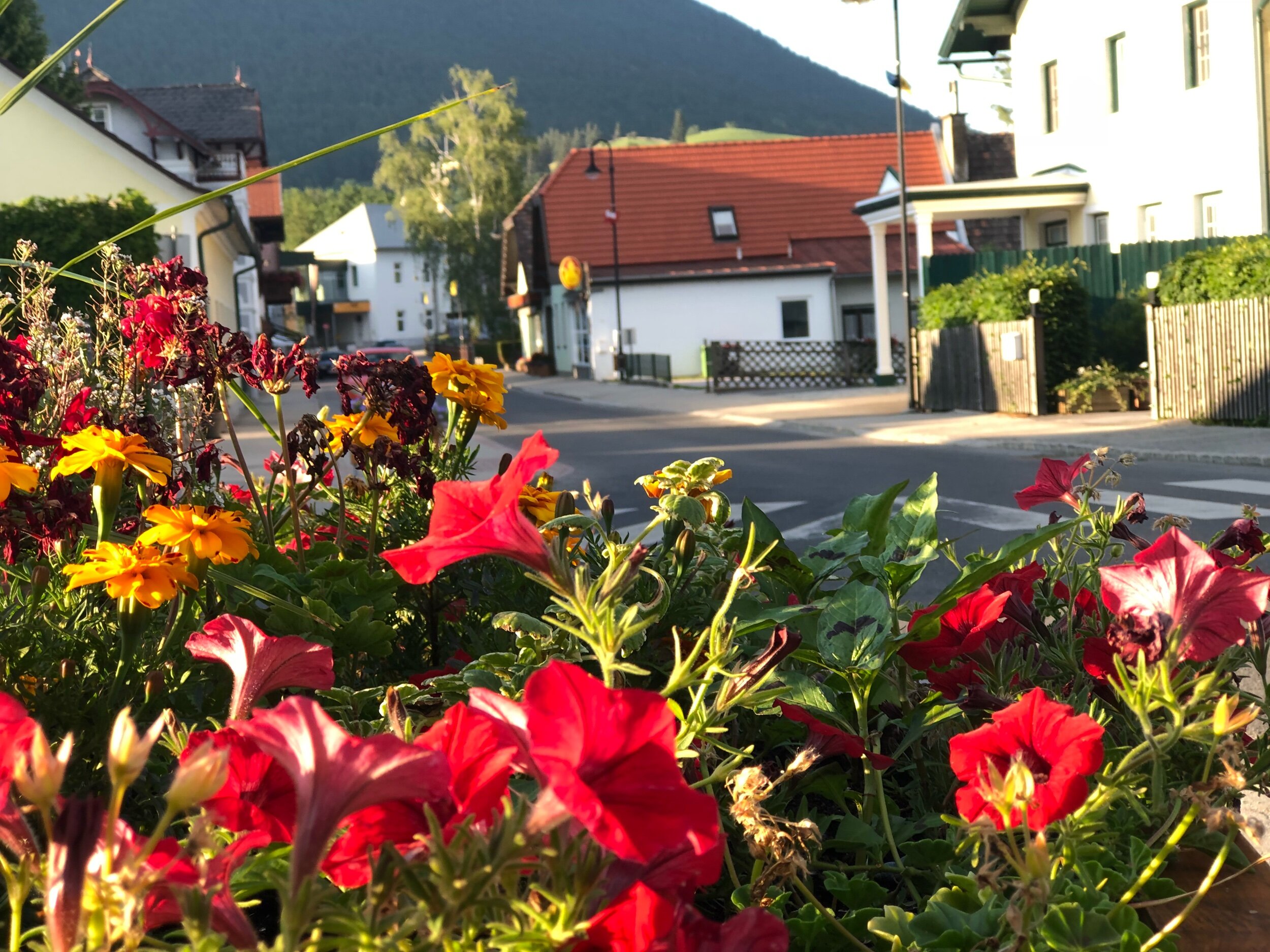 Precedes The Results