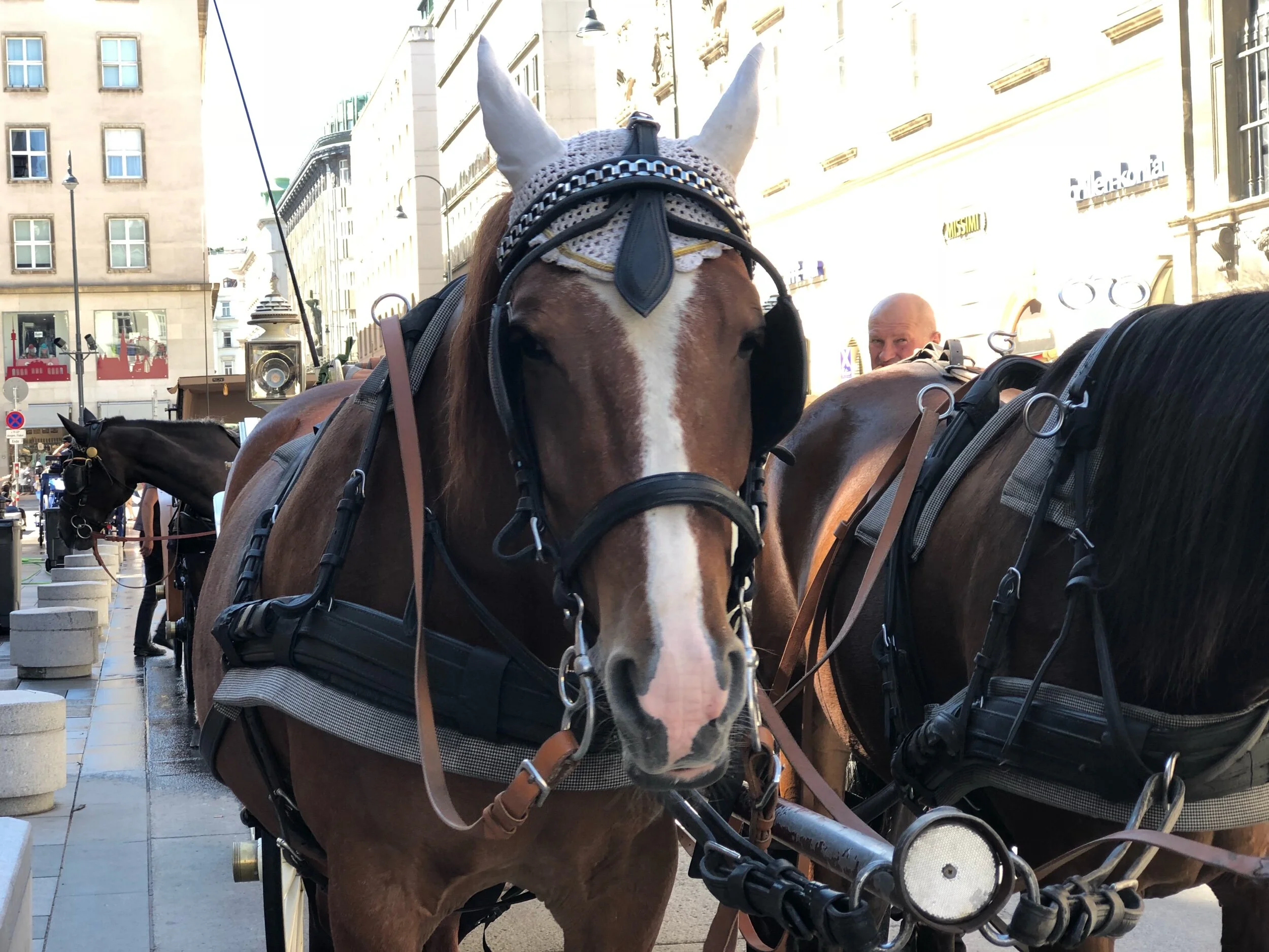 The Farmer and the Horse...