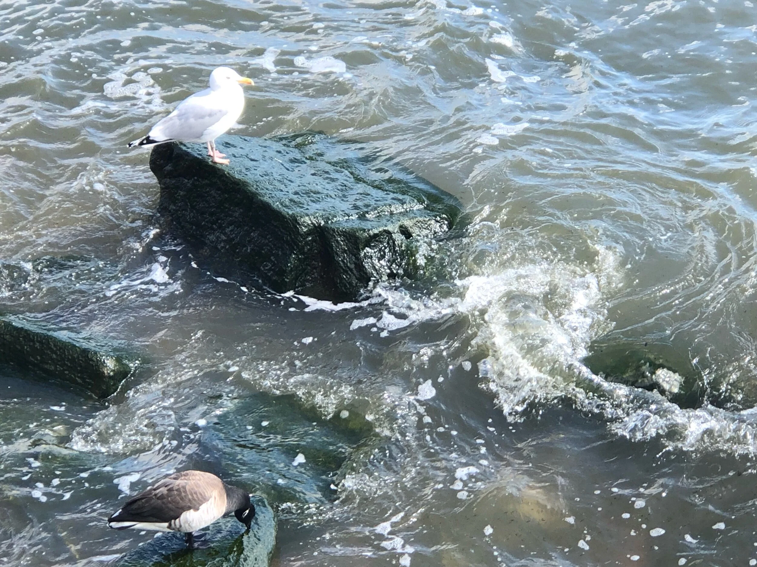 The Opposite of Faith