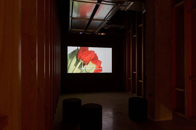 13 Essential Rules for Understanding the World, 2011. Super 8 film transferred to HD video. 5 min. 16 sec. by Basim Magdy 