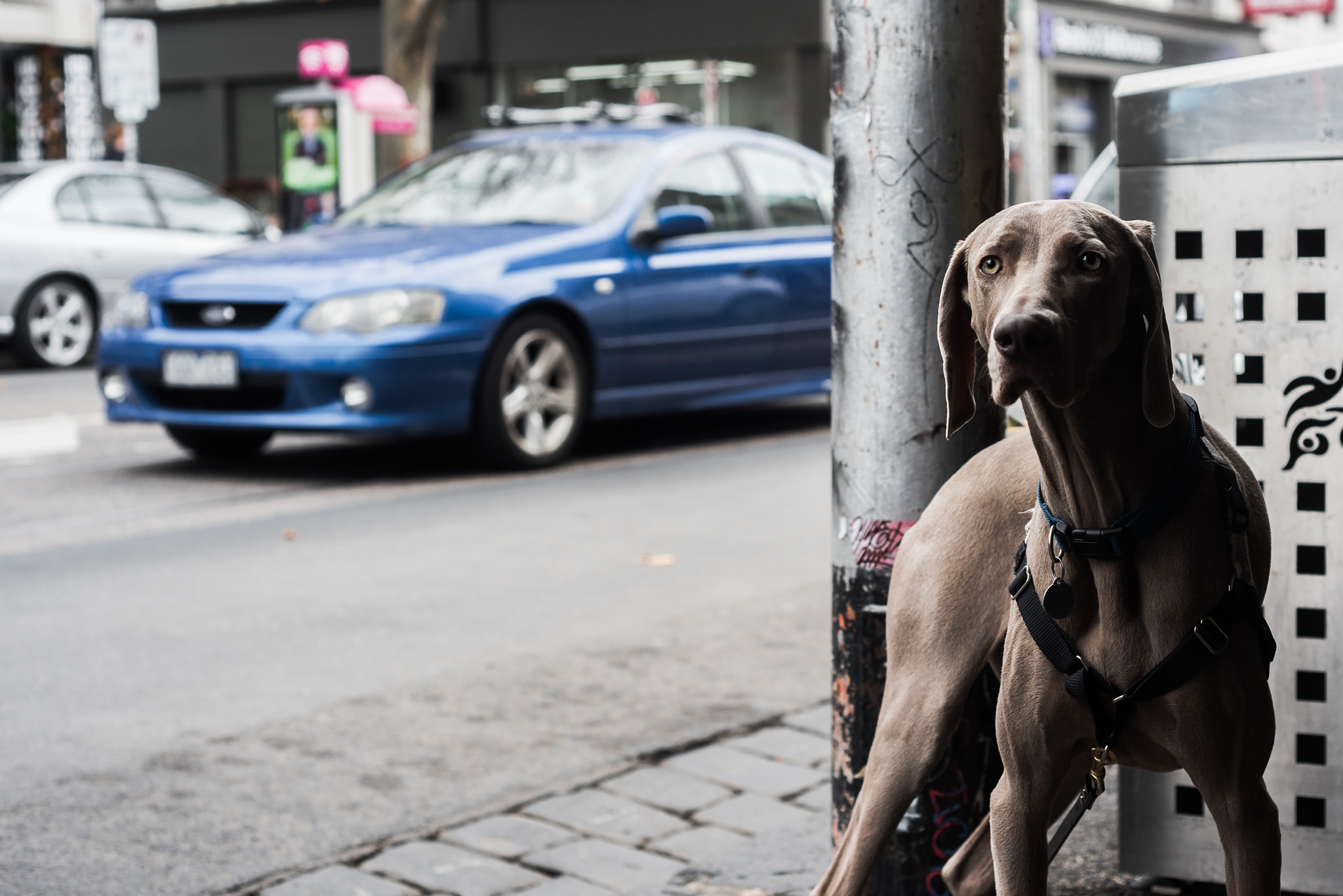 Dogs of Collingwood. Smith Street, Melbourne © Daniel Purvis 2016