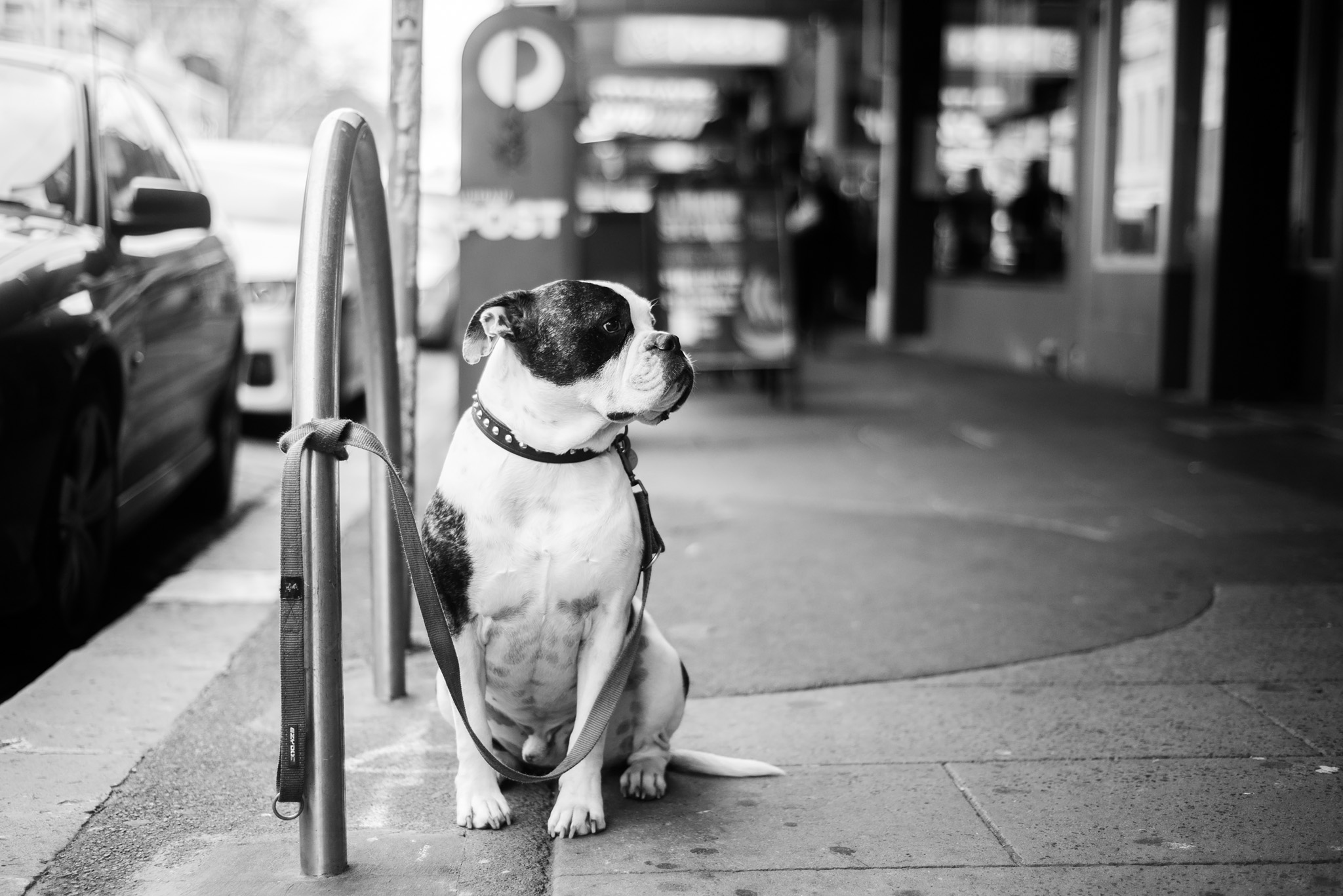 Dogs of Collingwood. Smith Street, Melbourne © Daniel Purvis 2016