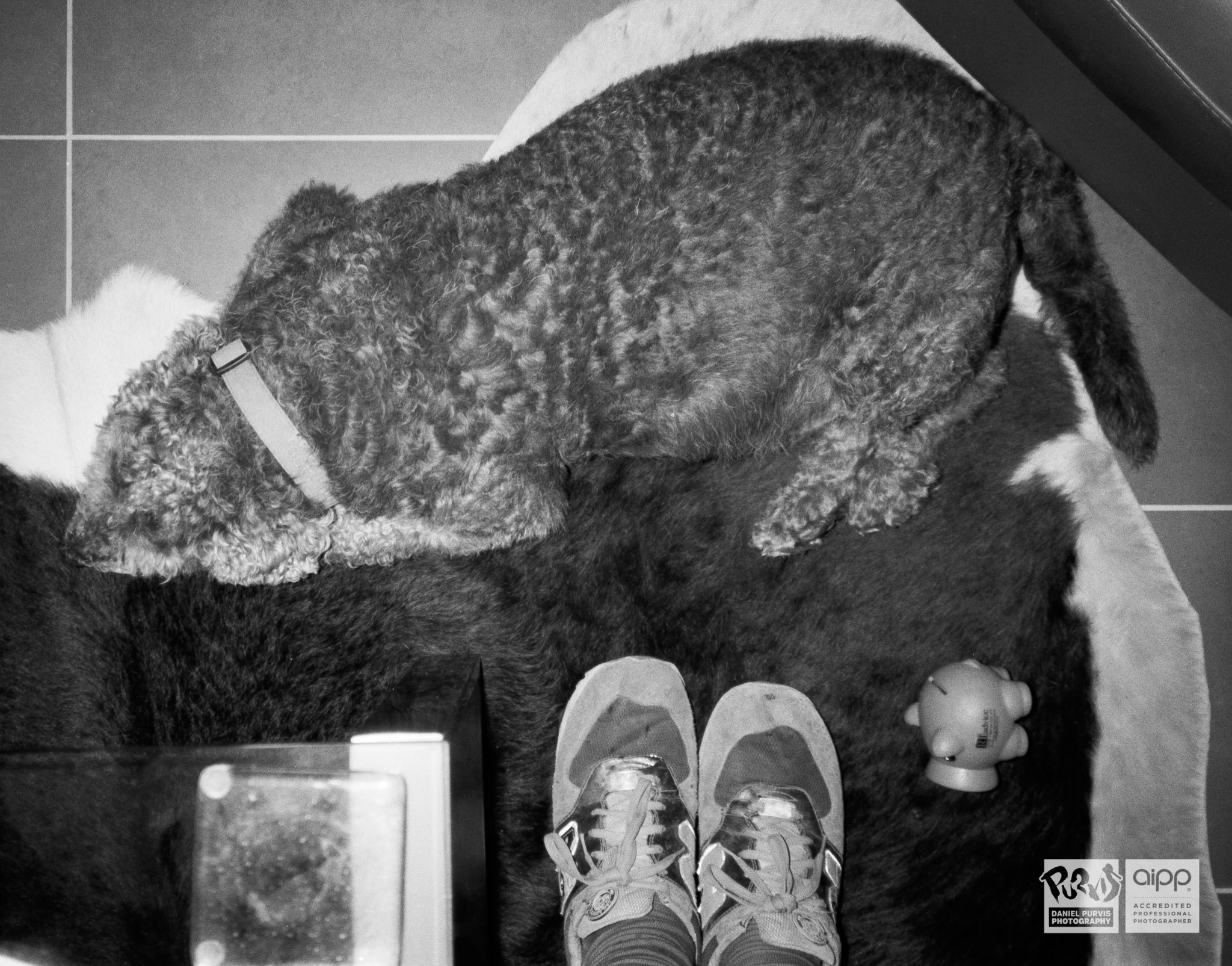 Leo the Lagotto
