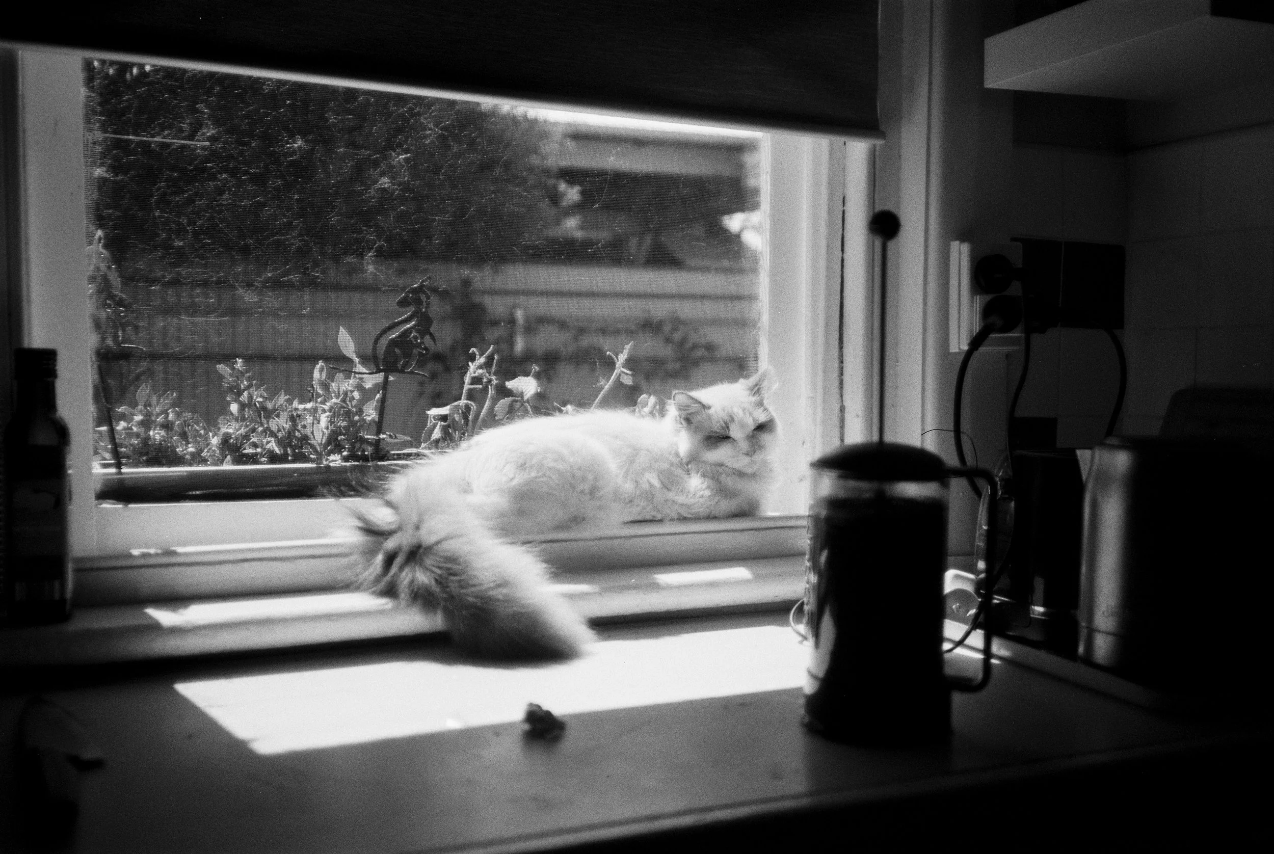 Games: Stray Reflections