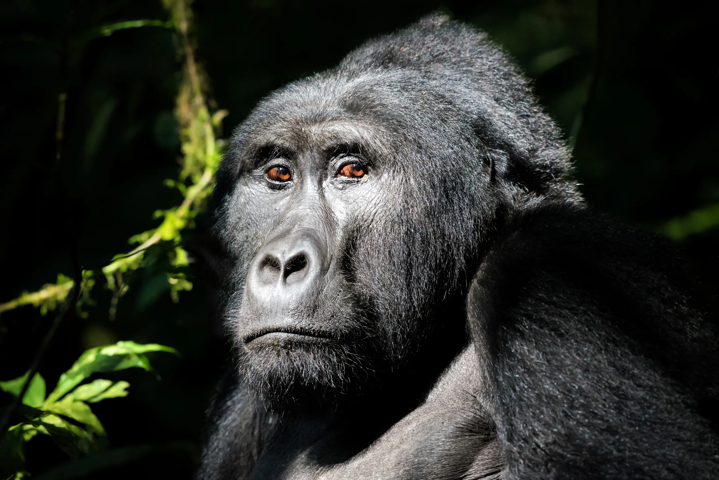 uganda-mountain-gorilla.jpg