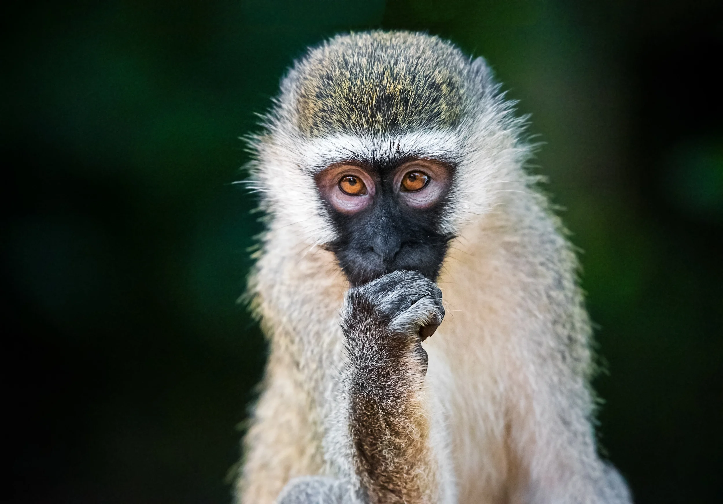 uganda-Vervet-monkey.jpg