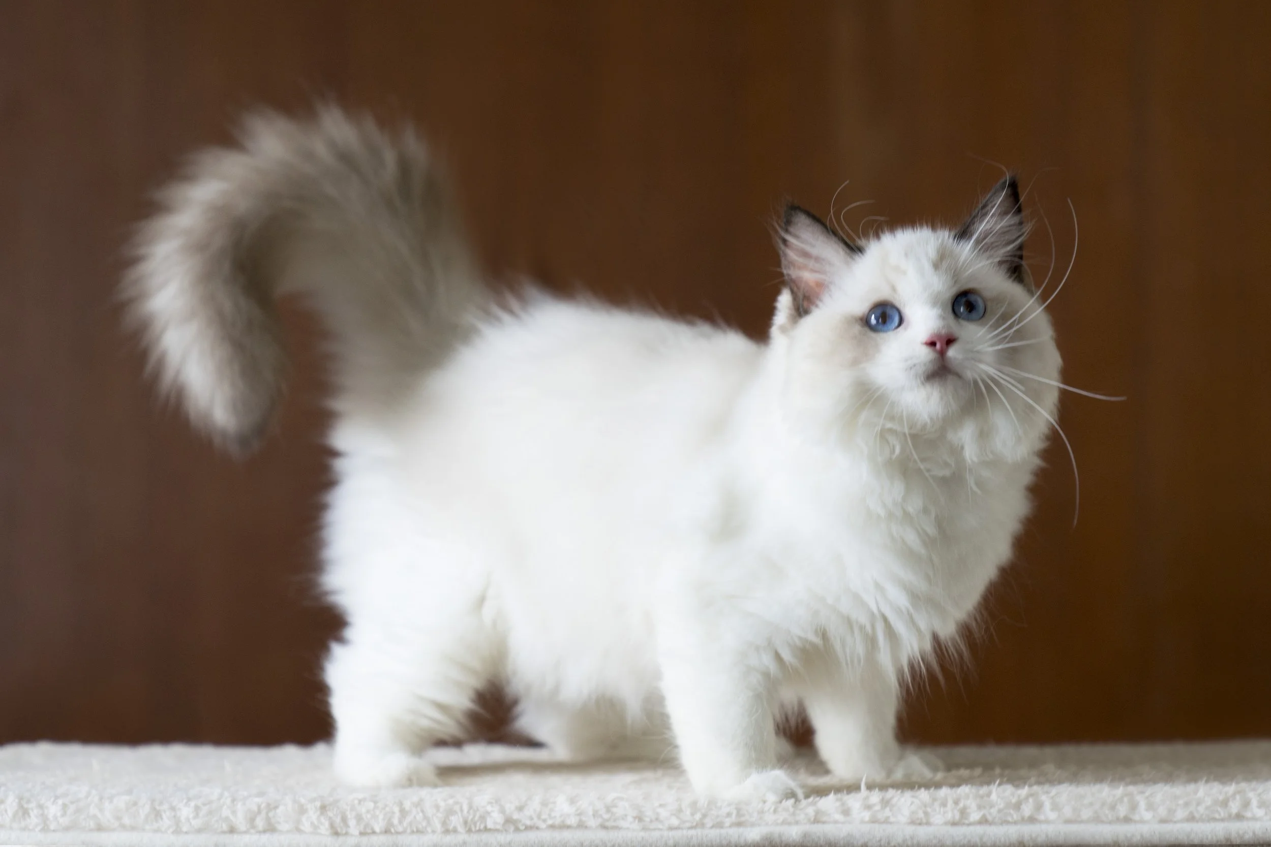 ragdoll playground