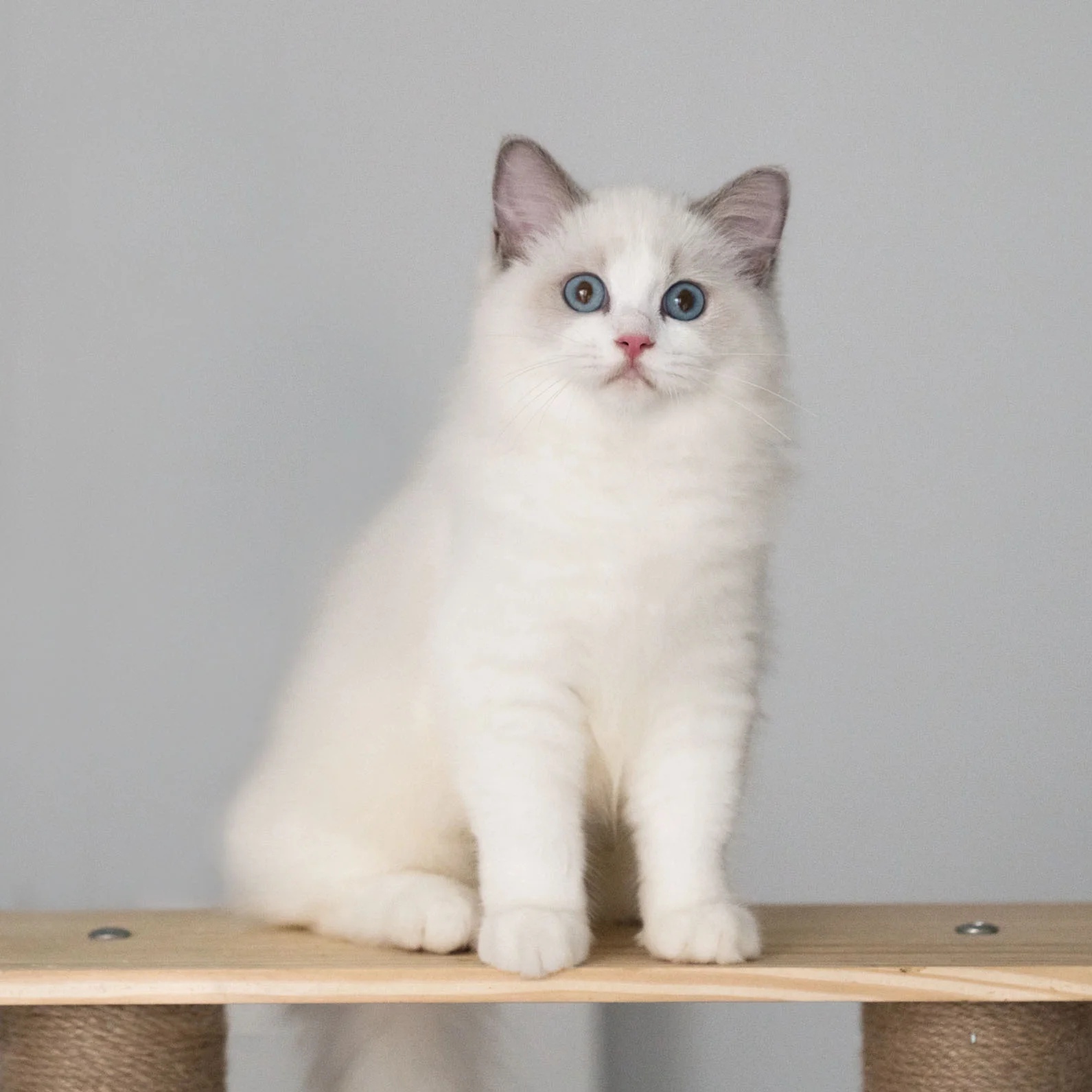 Singapore-ragdoll.jpg