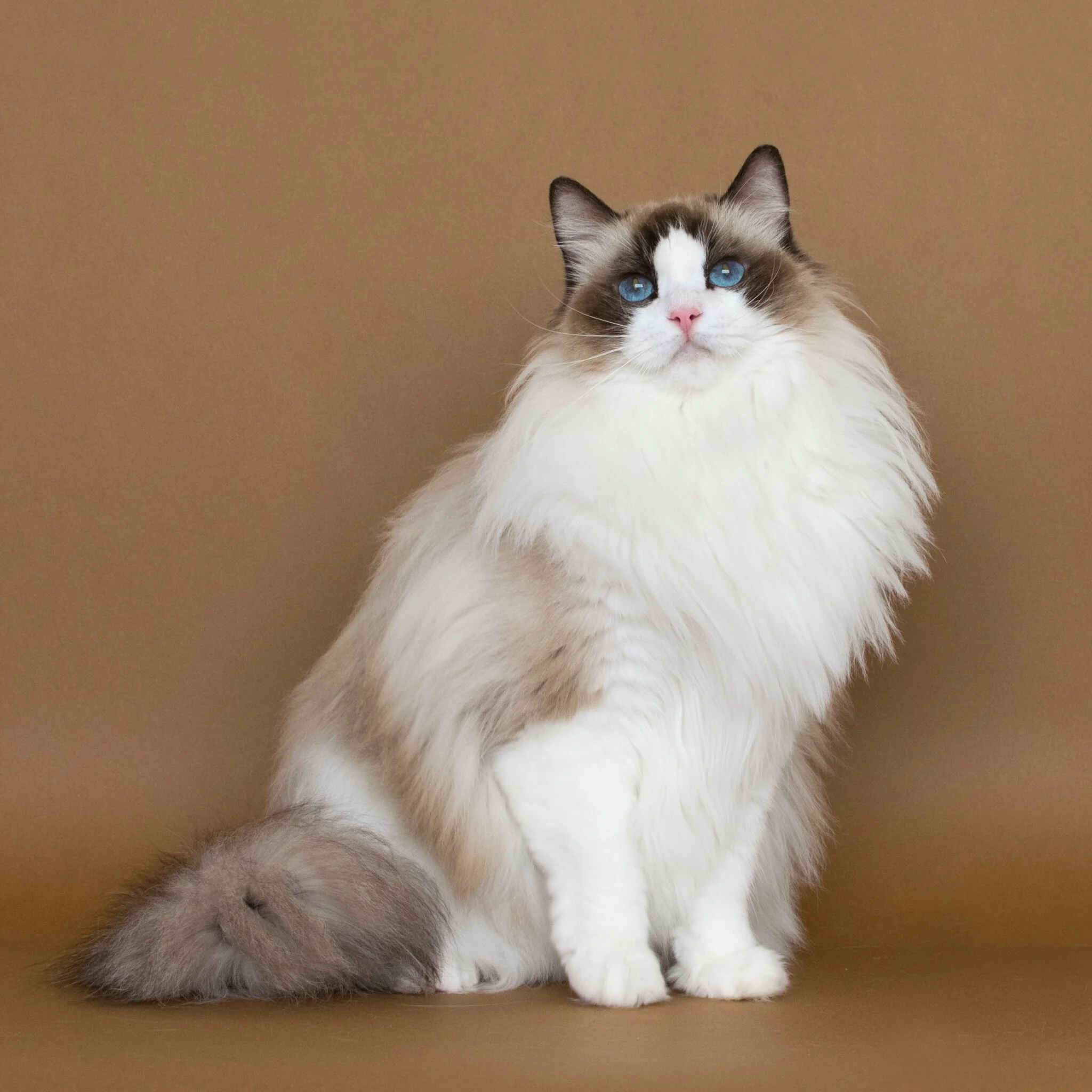 Ragdoll Cat Colors Chart Infoupdate