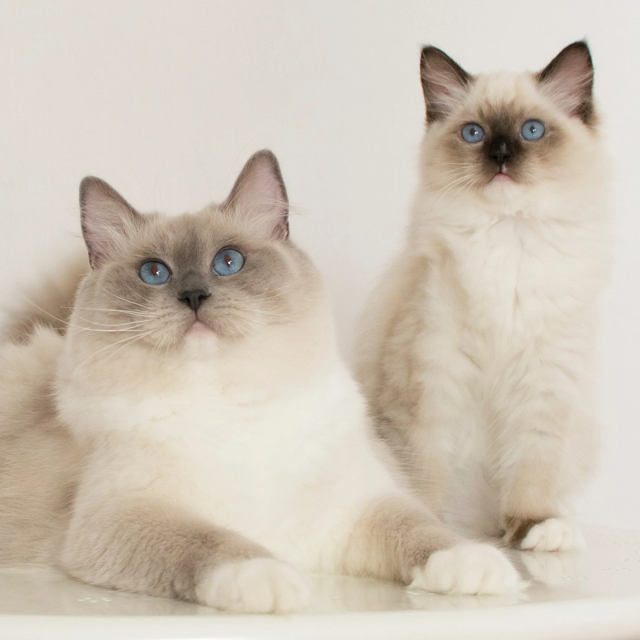 seal mitted ragdoll