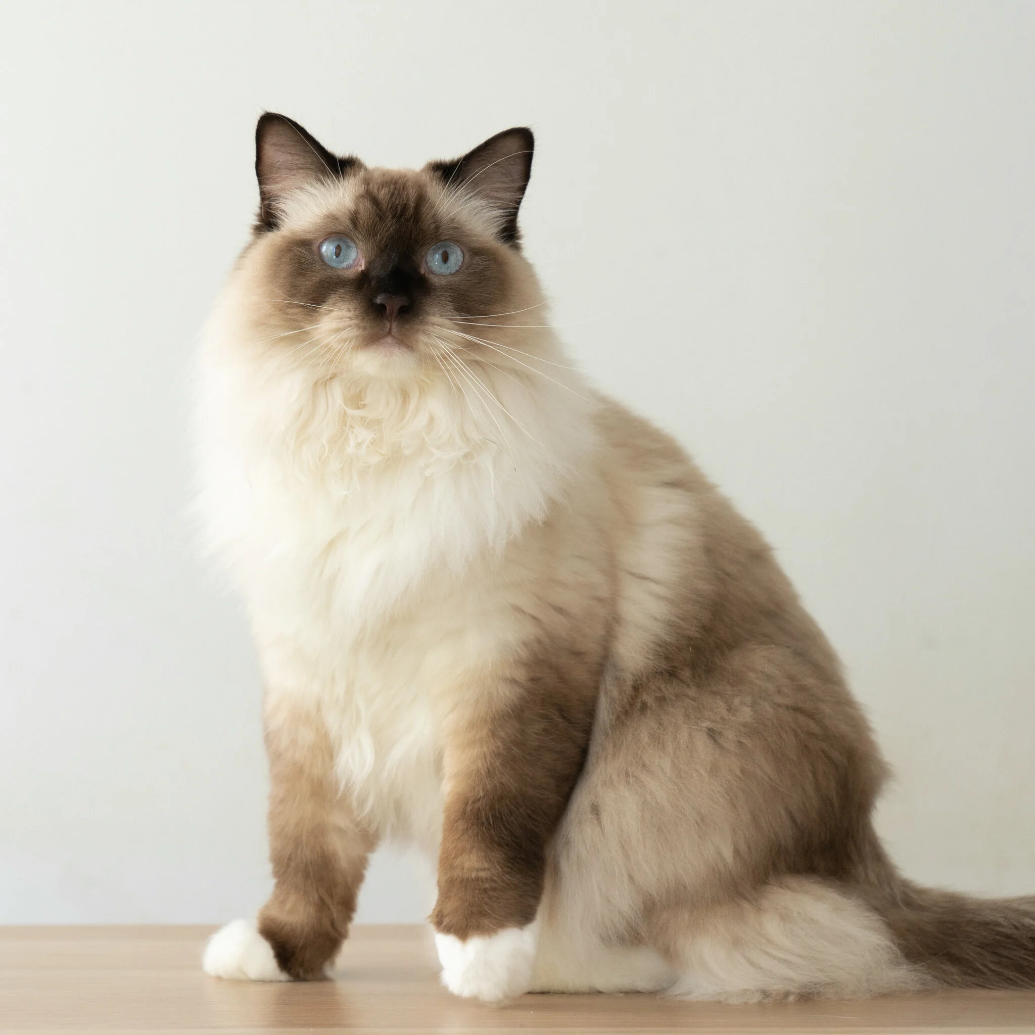Best seal colorpoint ragdoll Outlet Online Colours and Patterns Playground  Ragdolls, image size:2048x2048