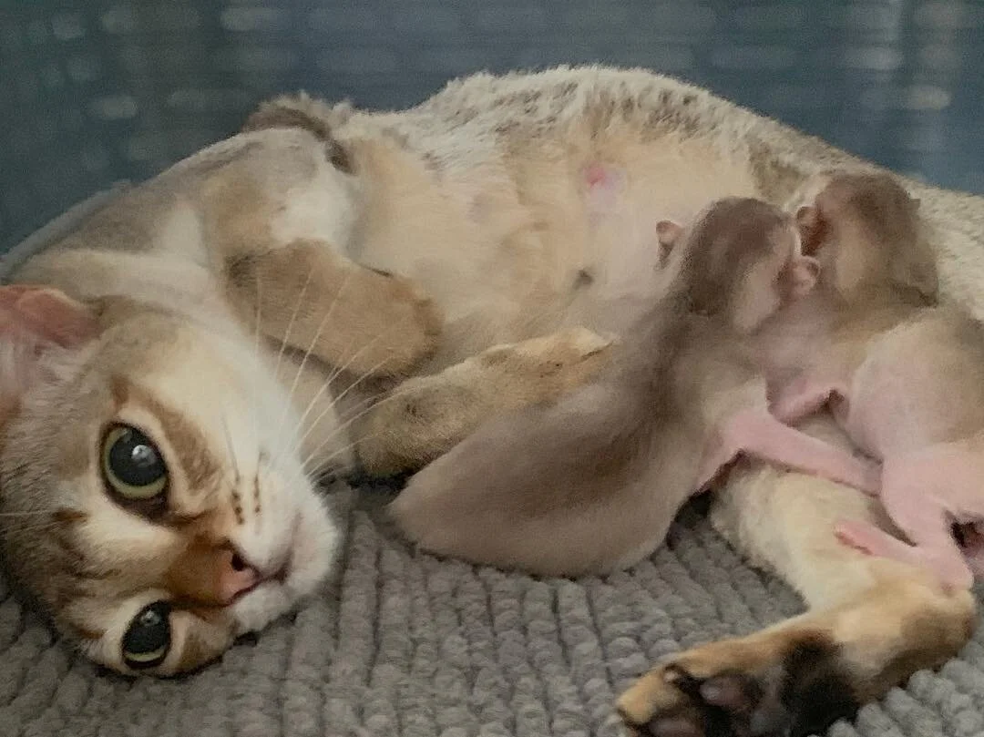 Rei and her new born kittens, she&rsquo;s so happy with them 😻😽😽